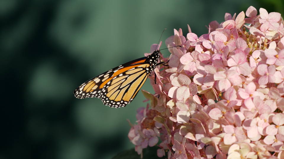 Choosing The Right Hydrangea for Your Garden